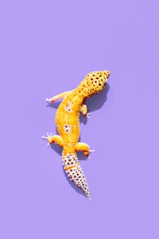 A vibrant yellow and orange leopard gecko is positioned on a solid lavender background. The gecko features small black spots on its head and tail, with larger patches along its body. Its skin has a textured appearance, indicative of its species.