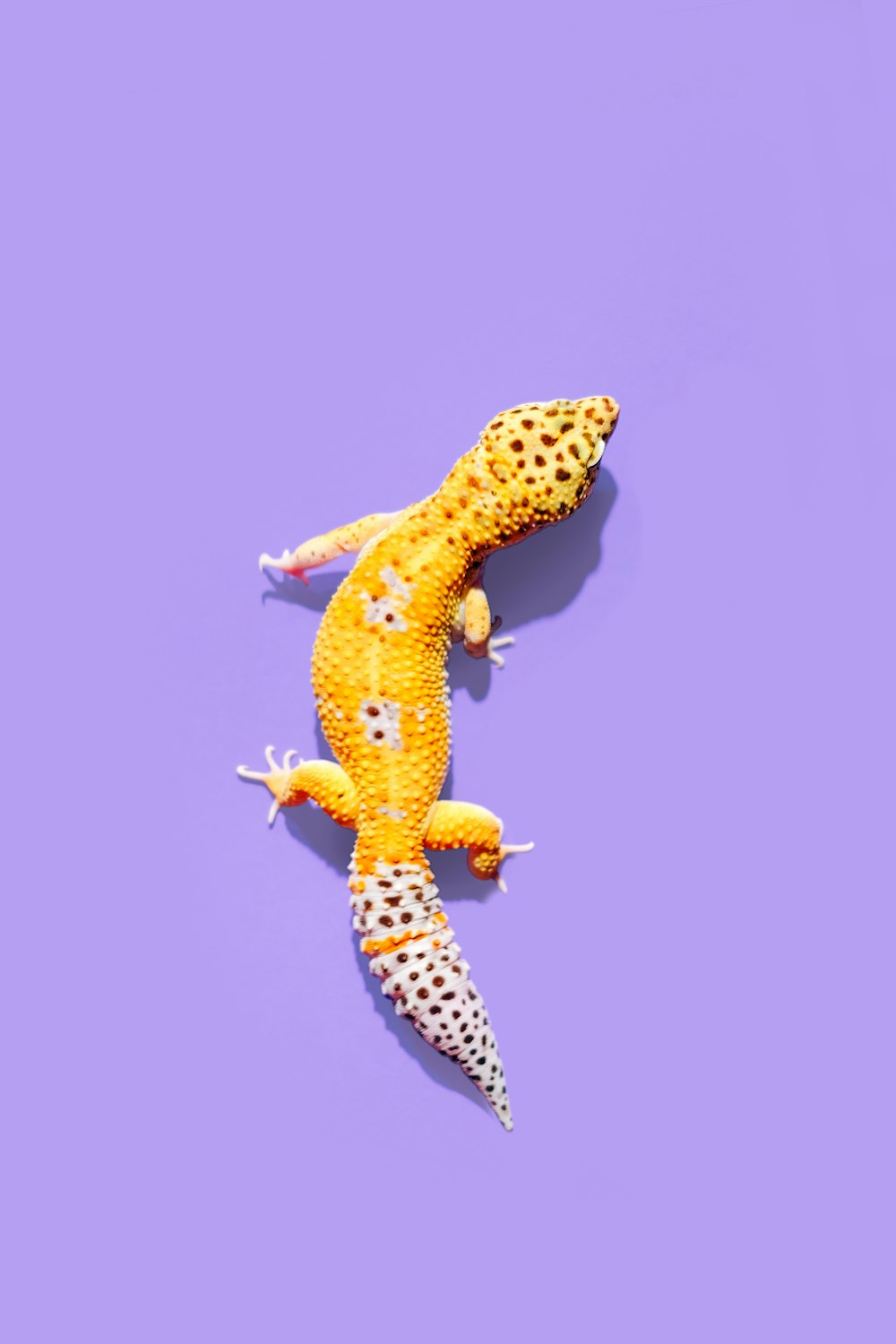 gelber Gecko