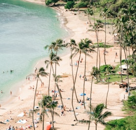 seashore and green palm trees scenery