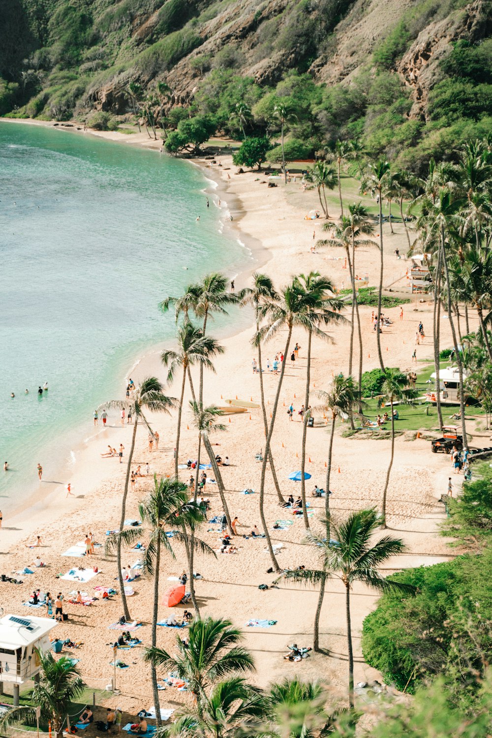 seashore and green palm trees scenery