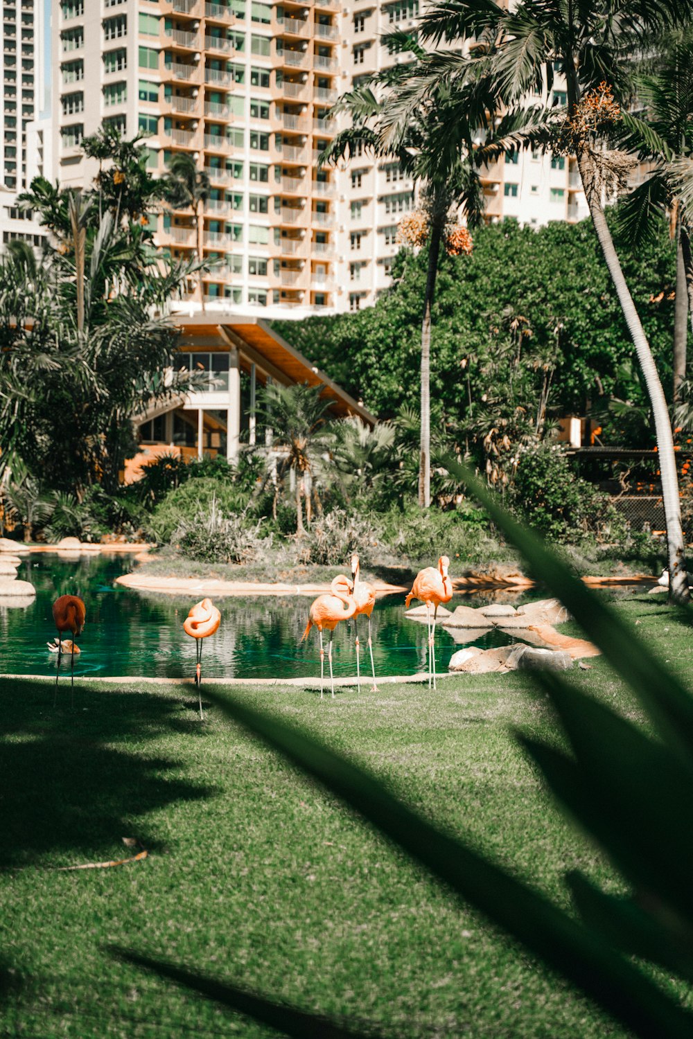 flamingos by body of water during daytime