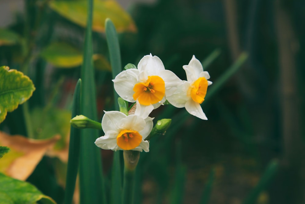 Fotografía de enfoque selectivo de flores de pétalos blanco-amarillo