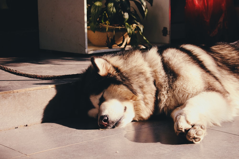 Alaskan malamute sleeping on tiled floor at daytime