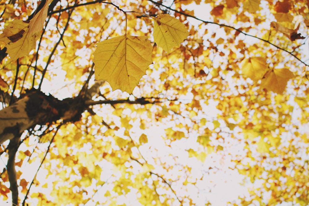 maple leaf]