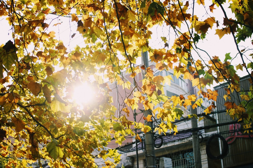 landscape photography of trees with sun striking through