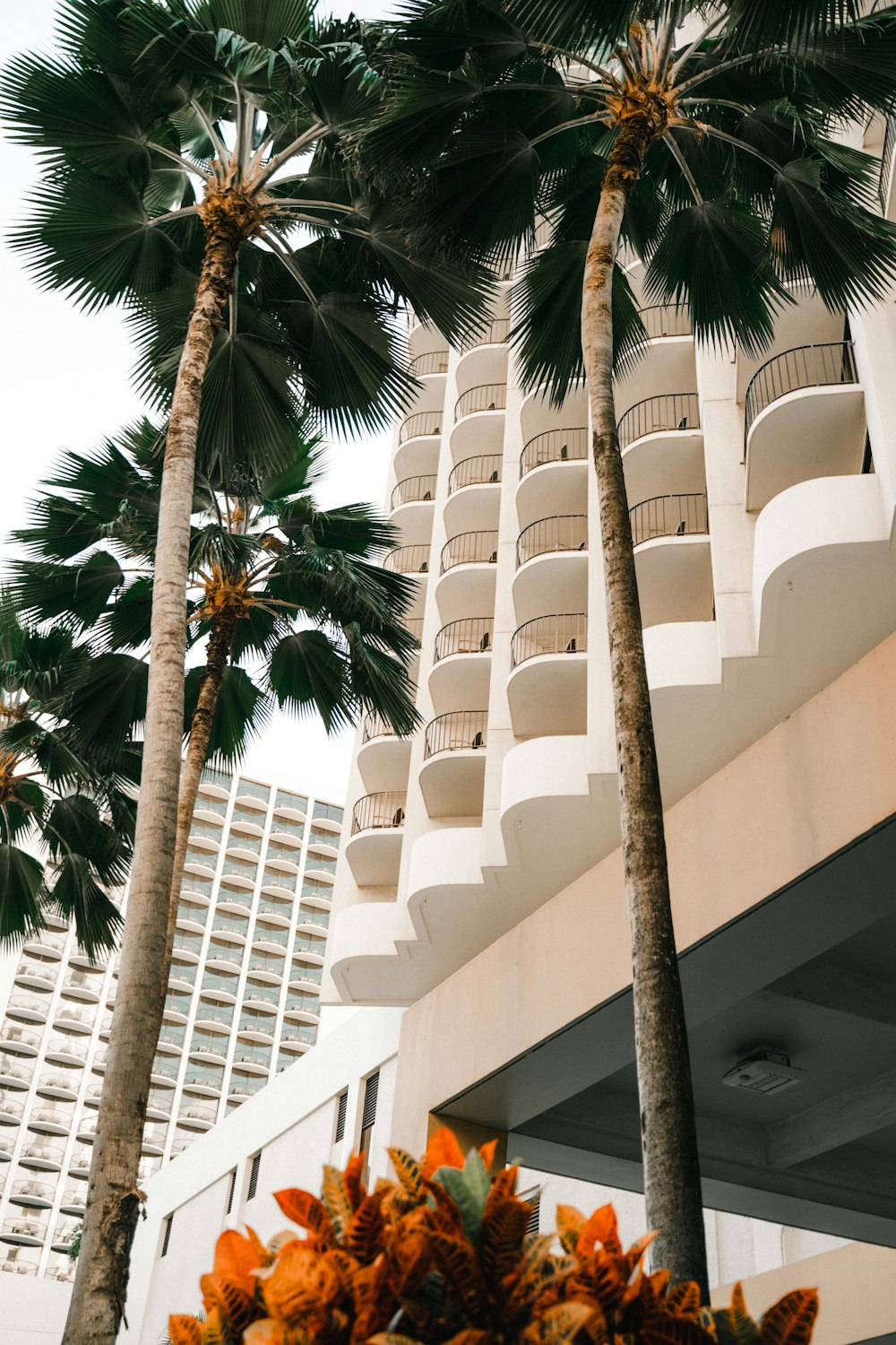 green palm trees by trees during daytime