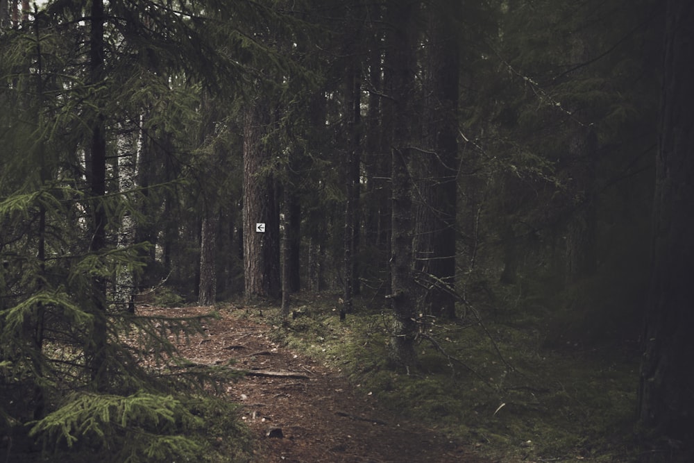 unpaved road by trees at daytime