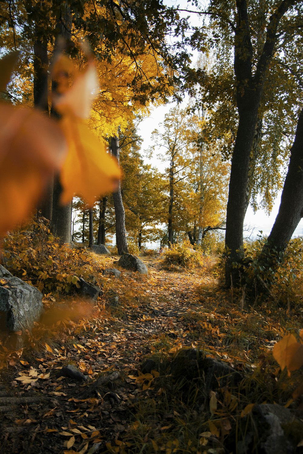 maple-leafed trees