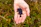 Close-up of a hand holding fresh feed pellets with a green field in the background