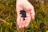 Close-up of a hand holding fresh feed pellets with a green field in the background