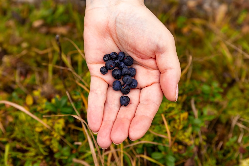 person holding blue currants