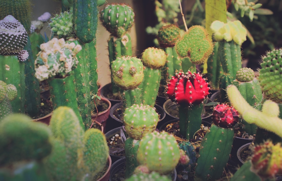 Sukkulenten pflege warum weniger giessen wirklich mehr ist — detailed close-up view