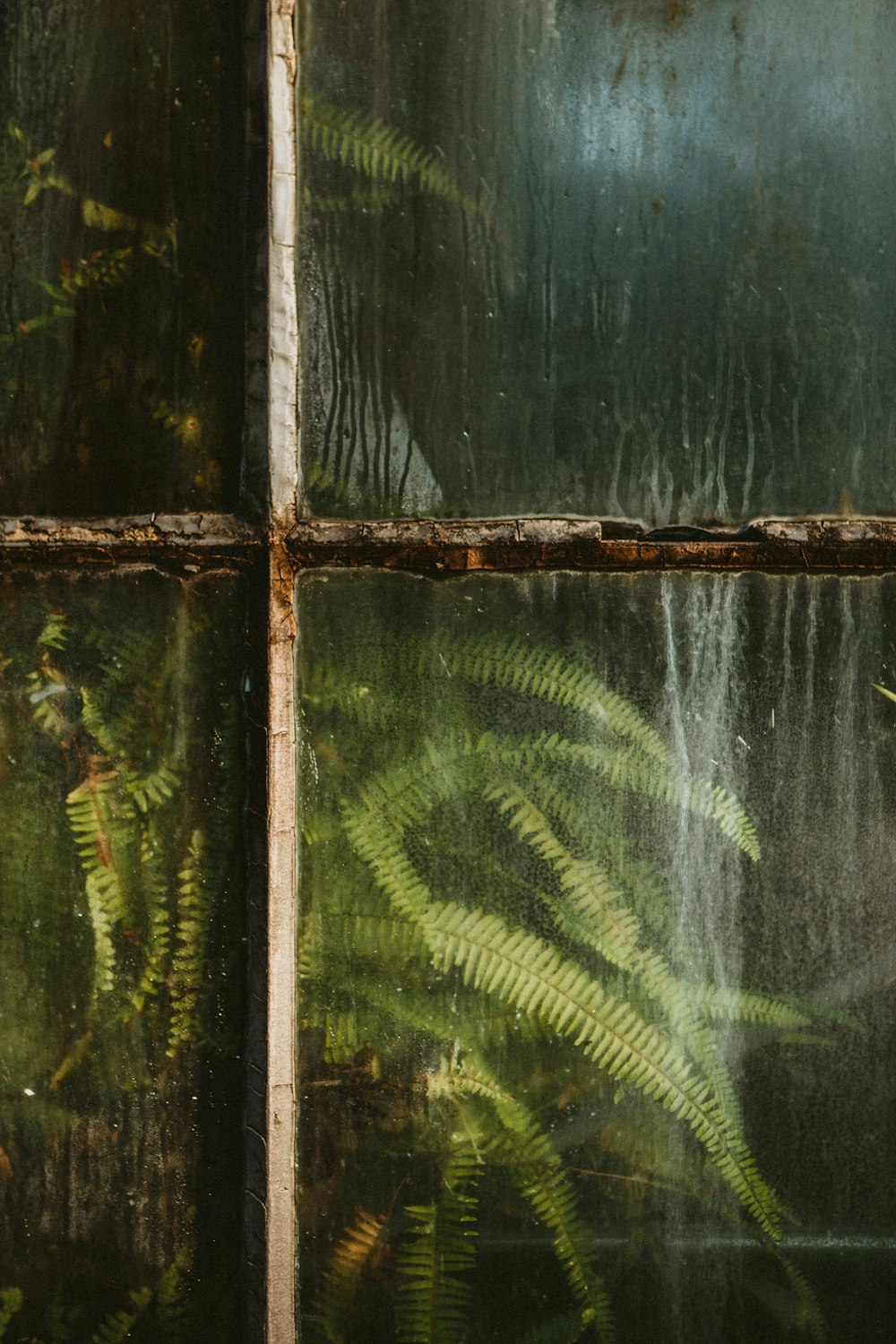 green fern plant near glass window