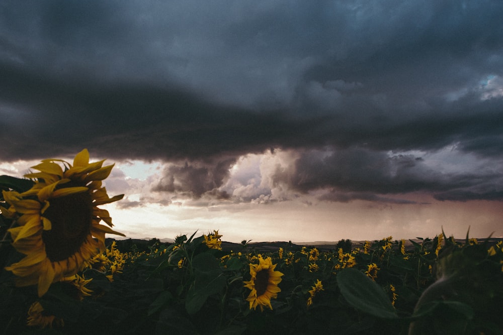 landscape photography of sunflower field under a dramatic sky