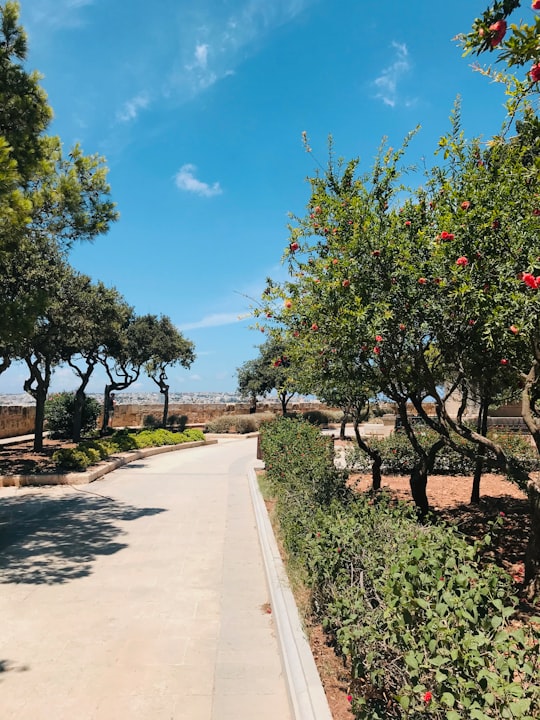 green leafy trees near pathway in Valletta Malta