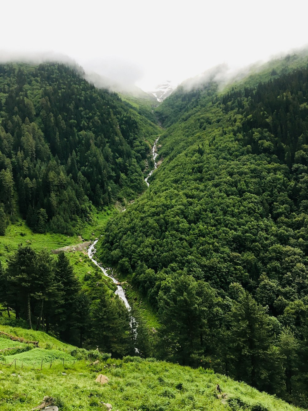 river surrounded with trees on mountain