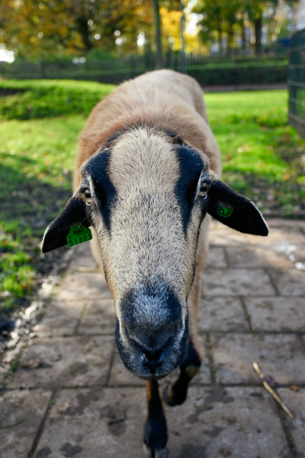 brown and black goat on brick pathway