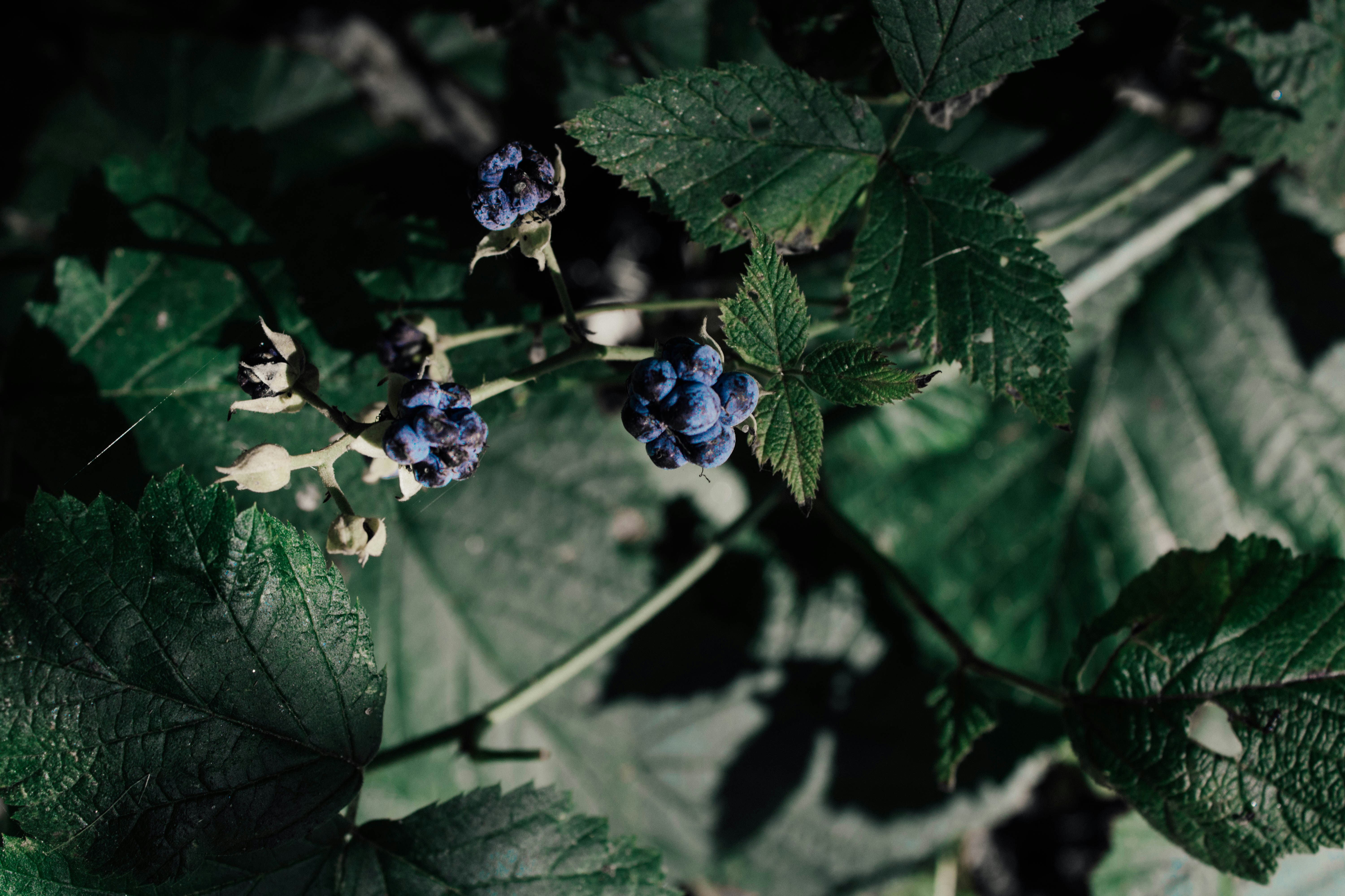 Photo by this_misty_garden