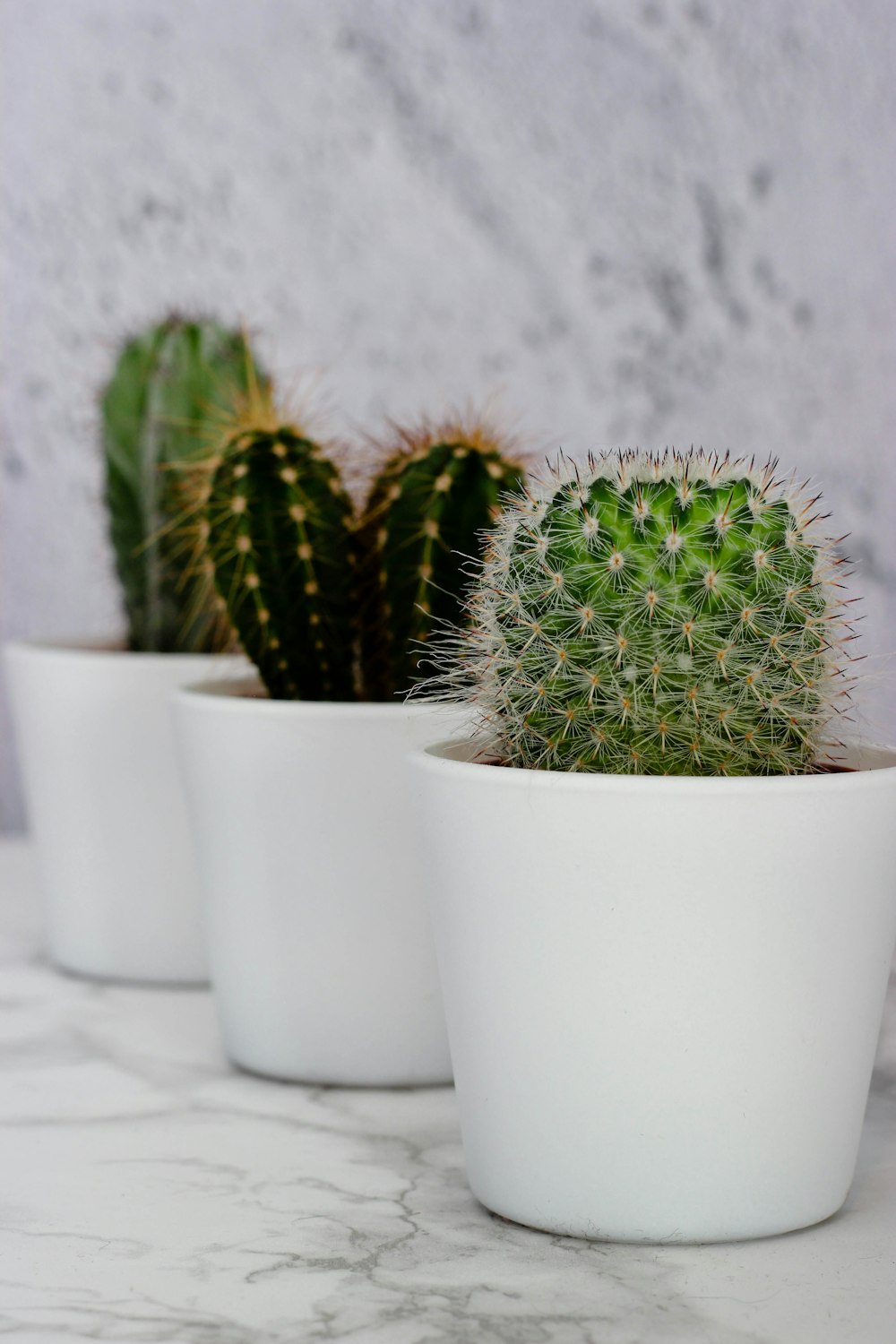 three green cactus plants in white pot