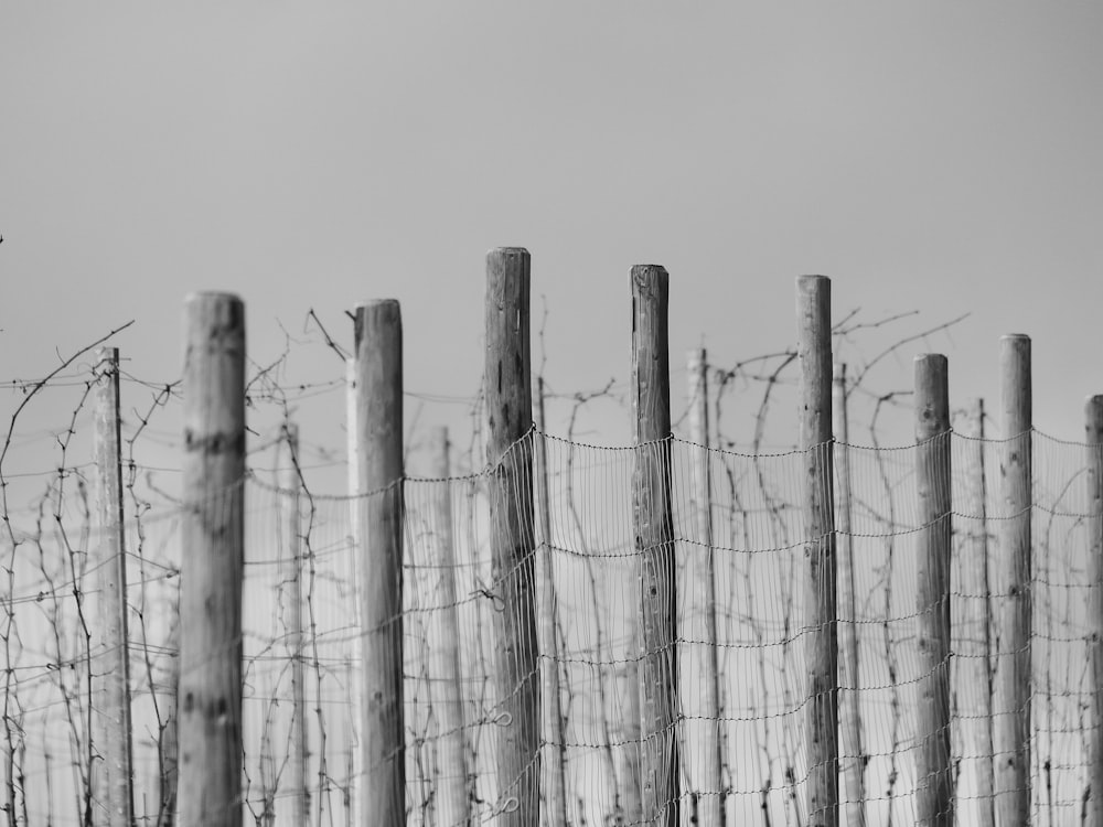 white wooden posts