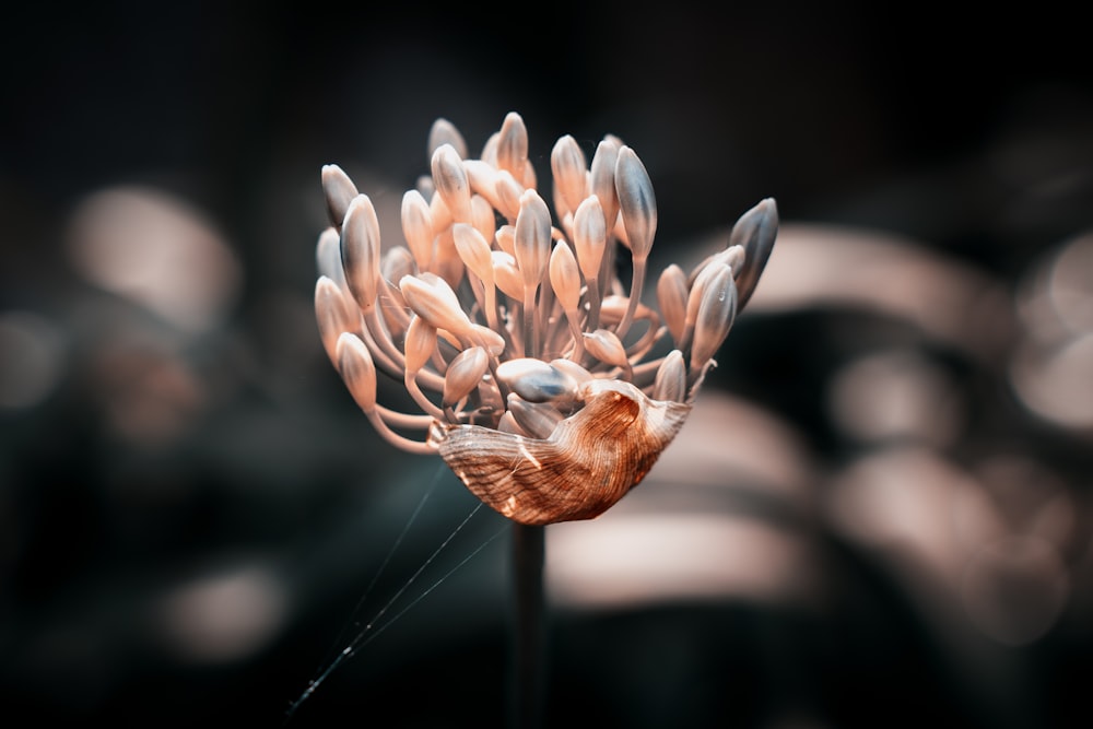 beige and gray flower