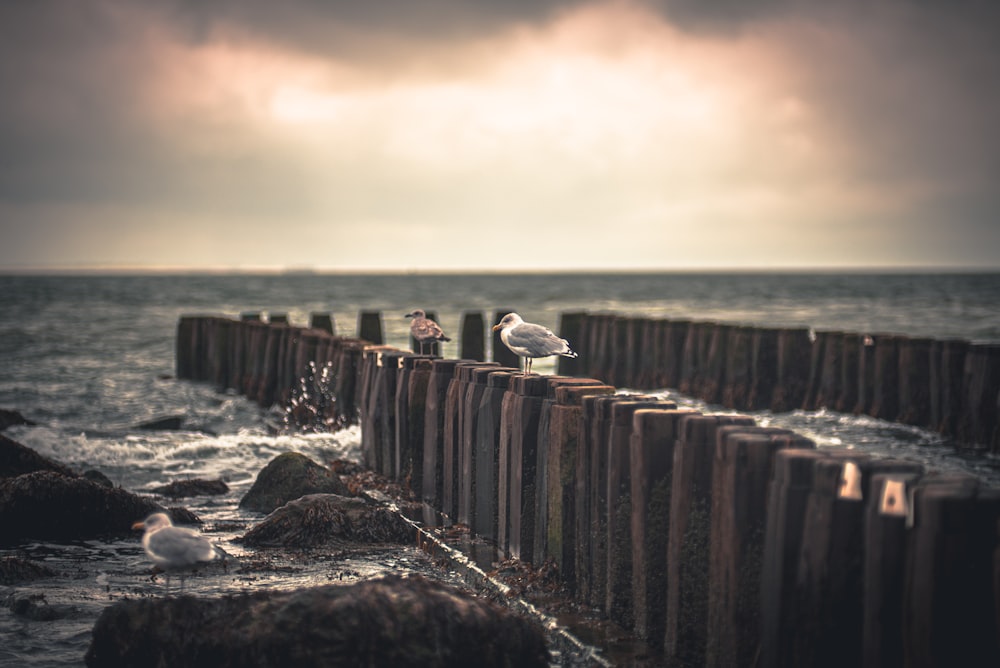 gray and white bird on wooden post near sea during golden hour