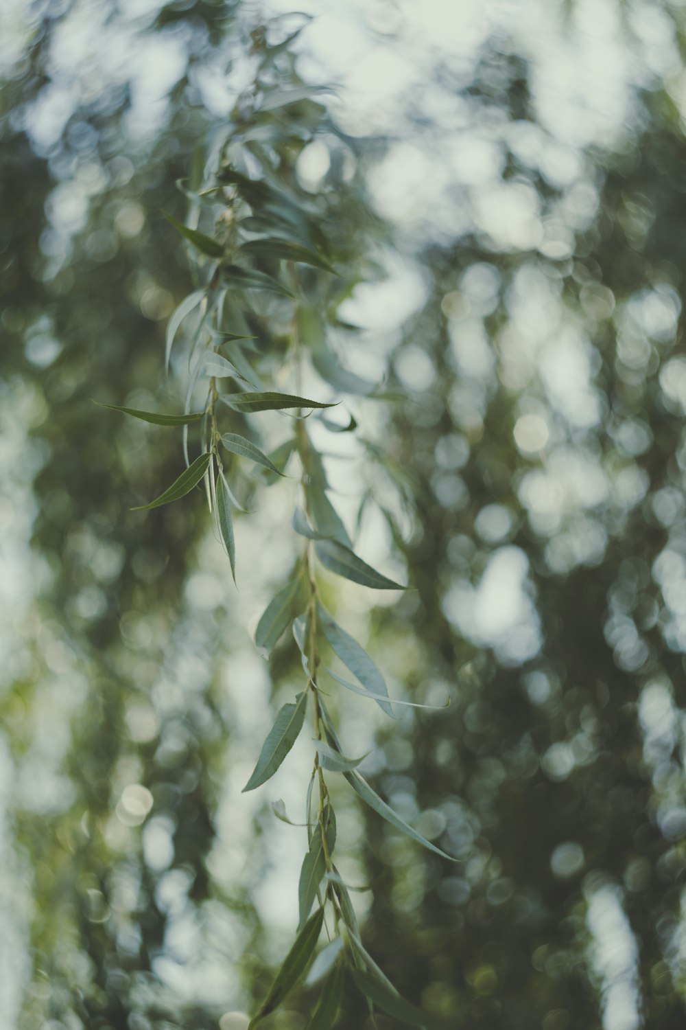 macro photography of green-leafed tree