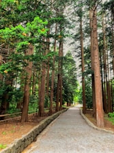 A serene plantation landscape with tall trees and a well-maintained path.