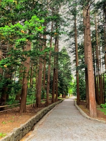 A serene plantation landscape with tall trees and a well-maintained path.