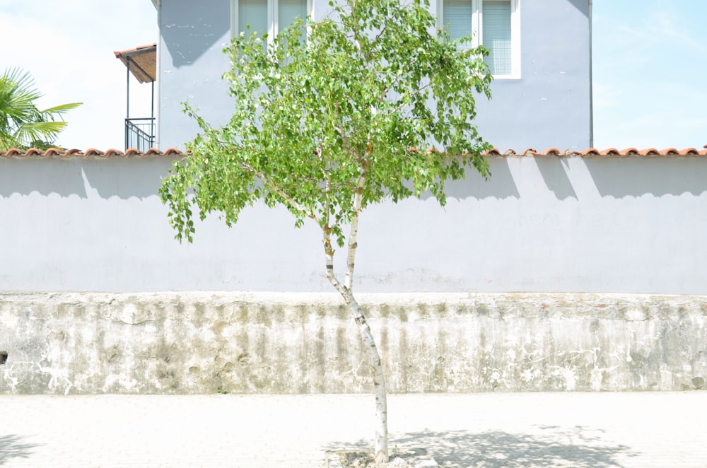 green tree beside white wall during daytime