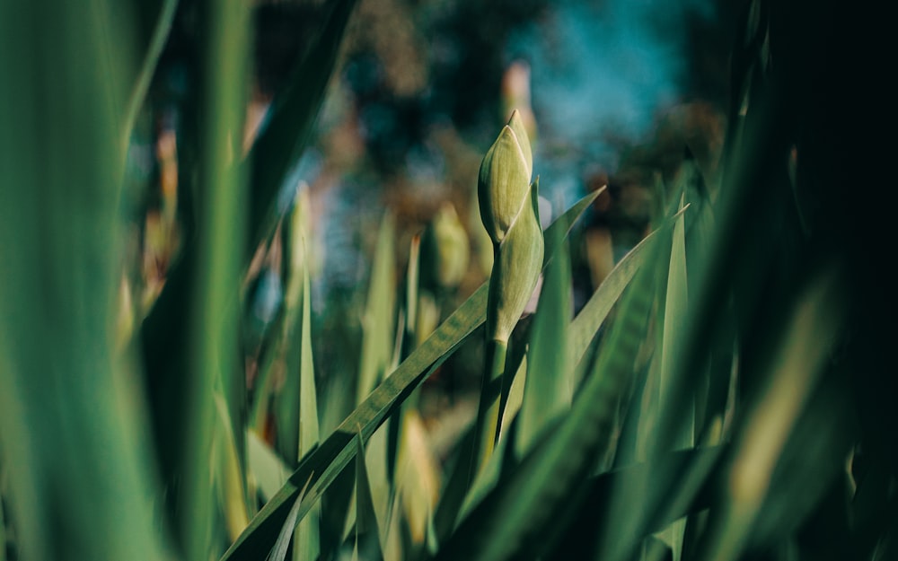 selective focus photography of green snake plant during daytime