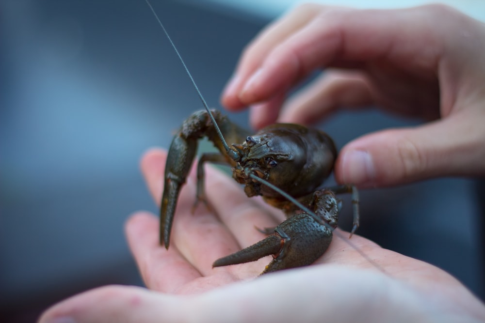 person holding gray and black lobster