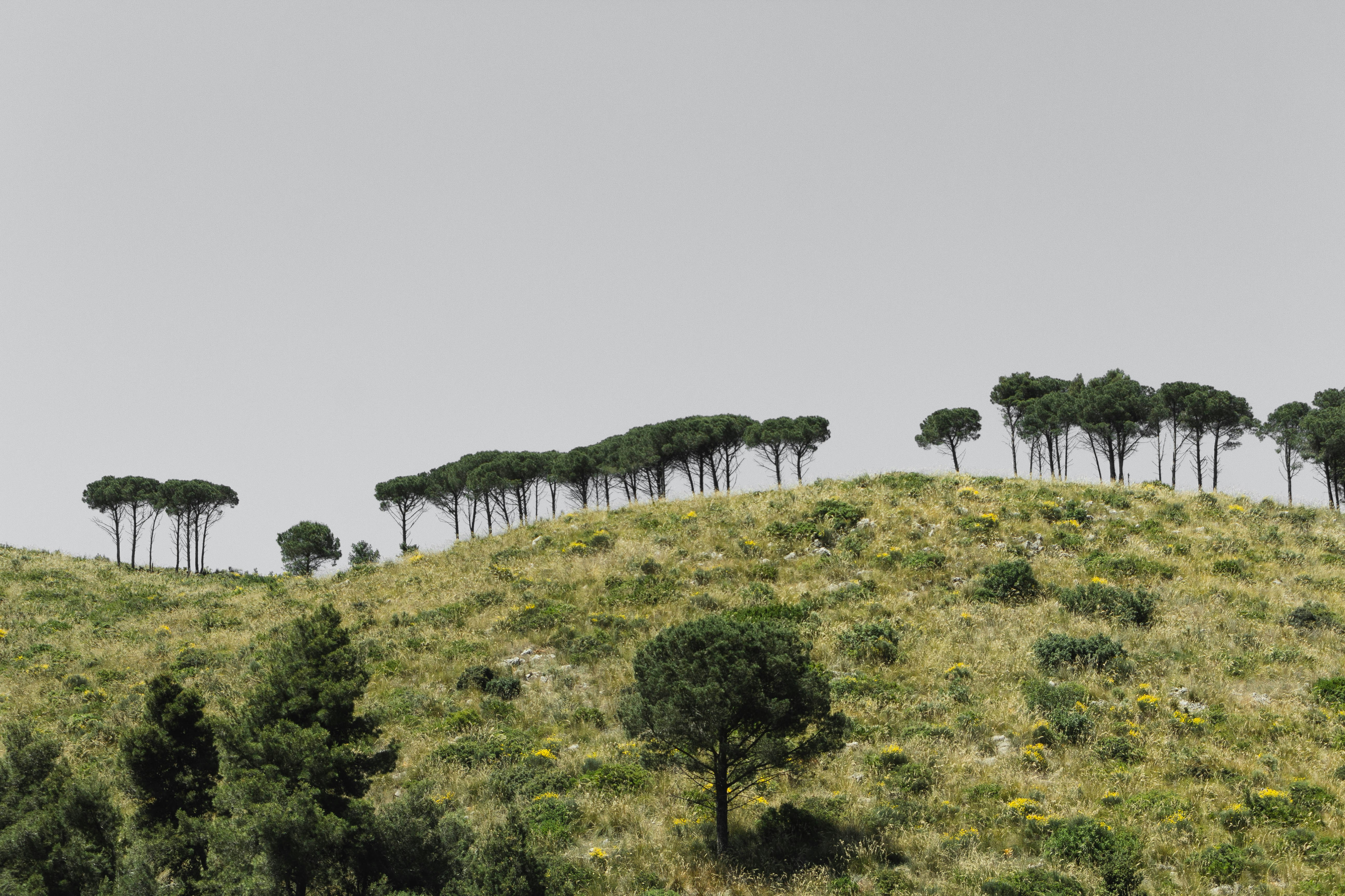 Italian Countryside #rome #italiancountryside #fogview #greysky #sky #greencolours #trees #italianhills #hills #hillsandfog #foginhills #tree #beautifulplace #speechlesplaces #amazingview