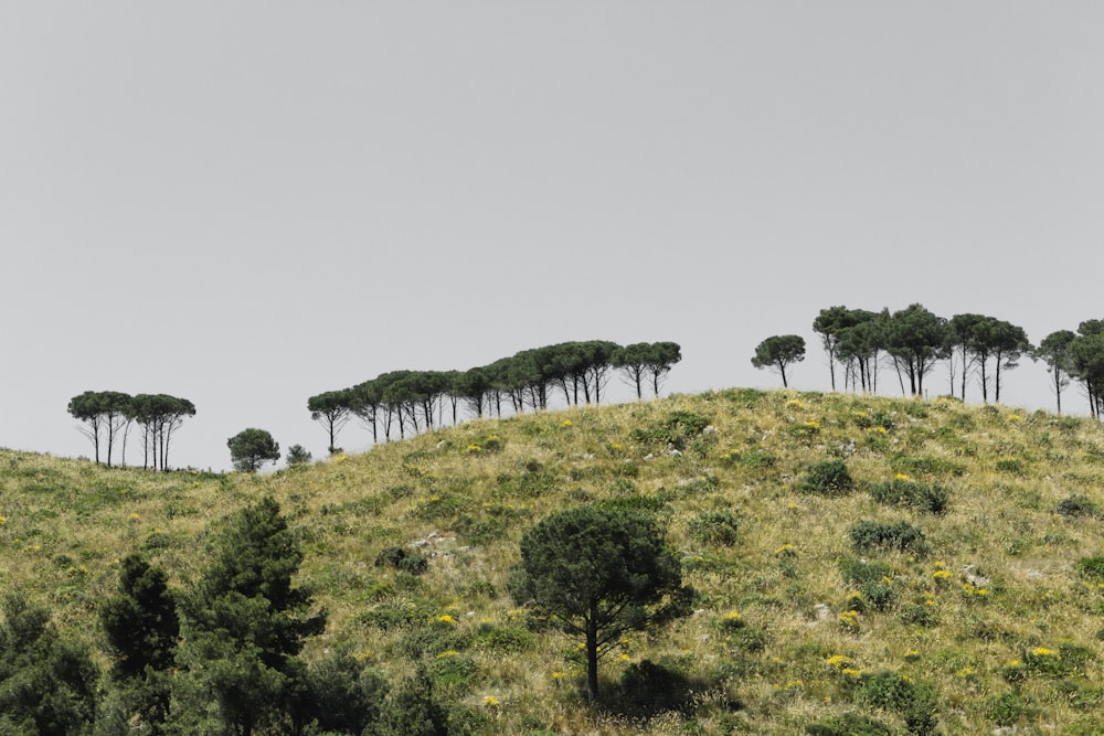 green trees on top of hill during daytime