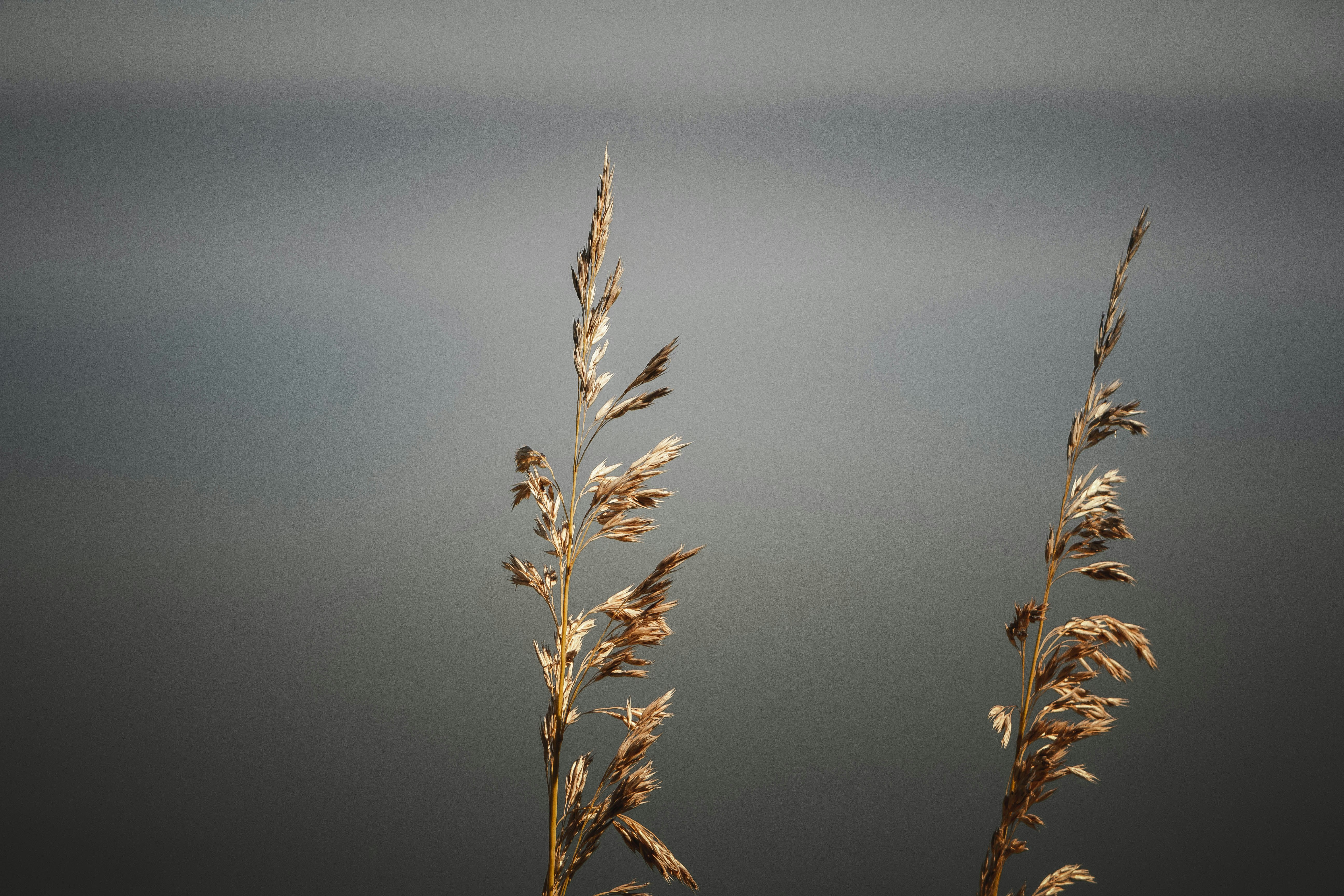 Wheat in South of Italy #italy #wheat #villageresorces #foodresurces #healthyfood #healthylife #macro #blurbehind #focusfront #greycolours #plants #plantsforcover #notebookcover #highresolution