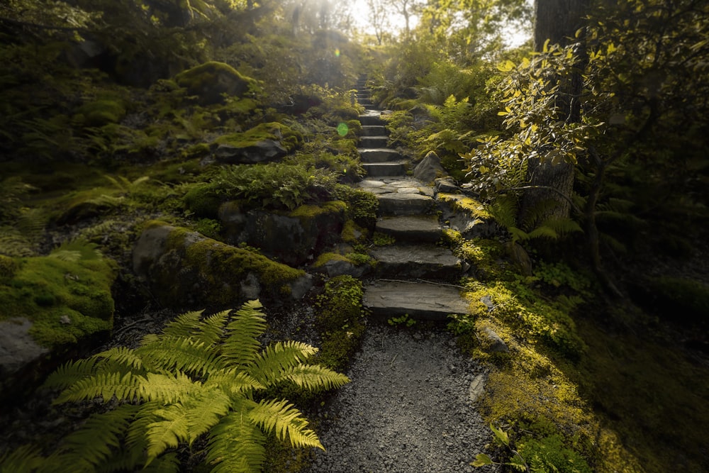 Escaleras de hormigón gris junto a las plantas