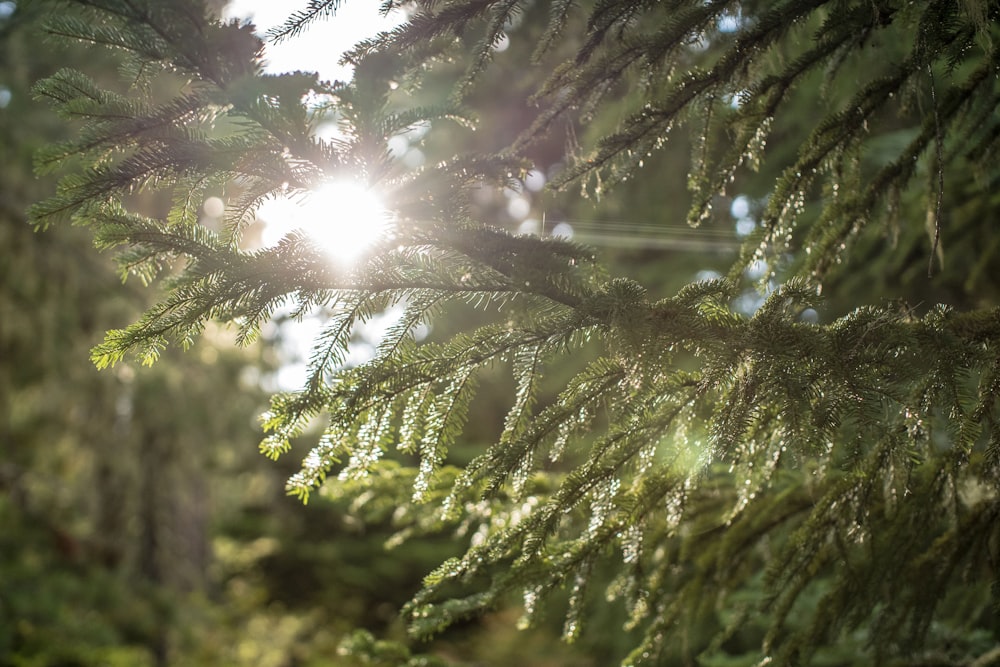 sun rays coming through green pine trees