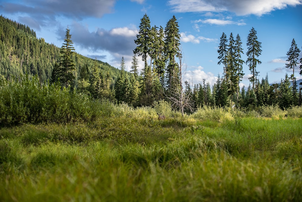 green field surrounded with green trees under blue and white sky