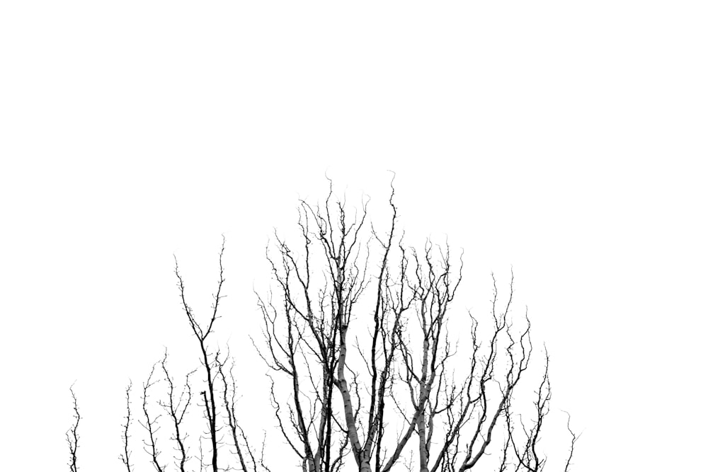 bare tree during daytime