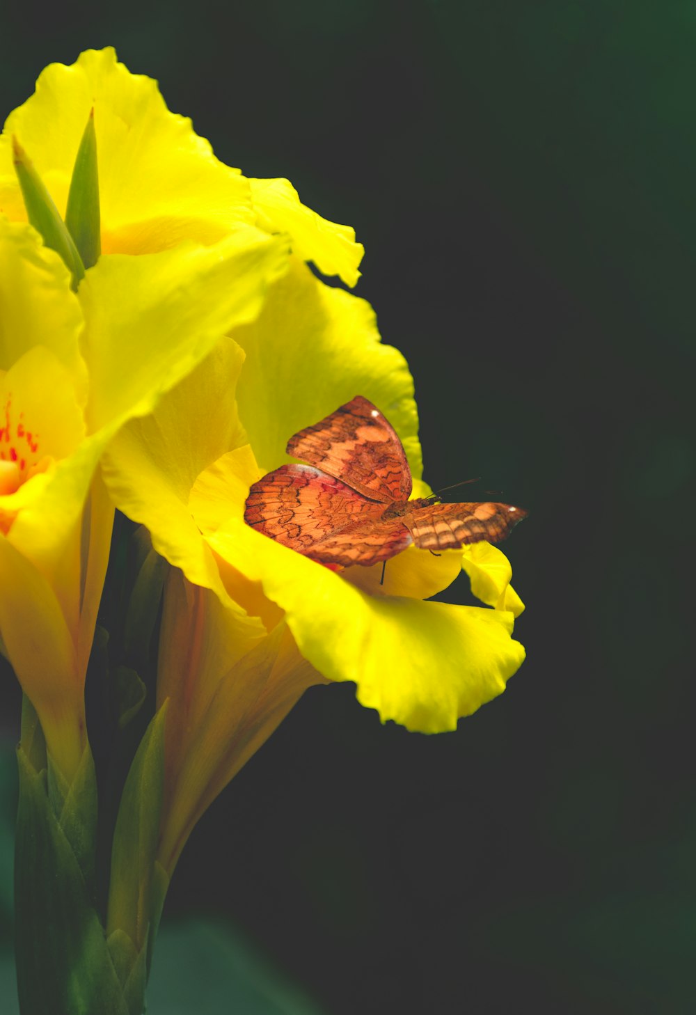 yellow petaled flower