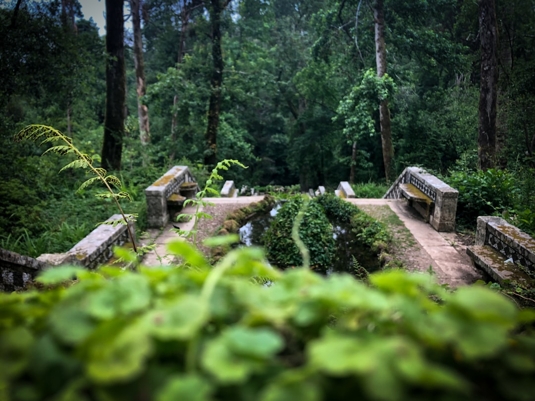 National Forest of Buçaco spot for road trip in Lisbon