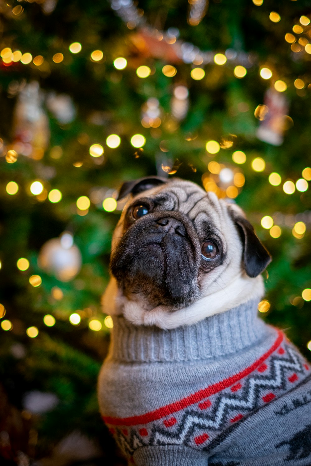 Bauernmops steht neben beleuchtetem Weihnachtsbaum