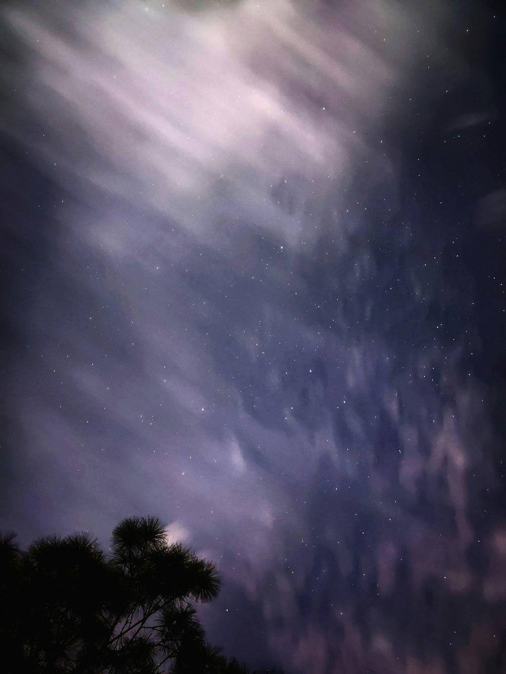 silhouette of trees at night