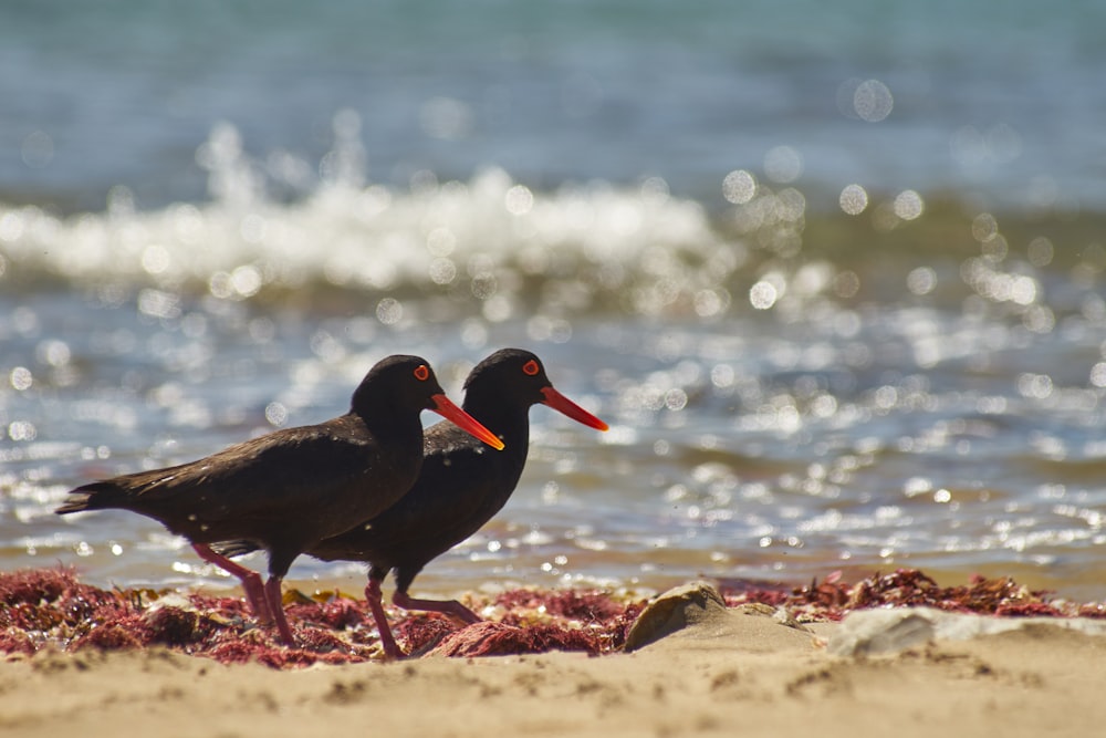 two black birds on seashore