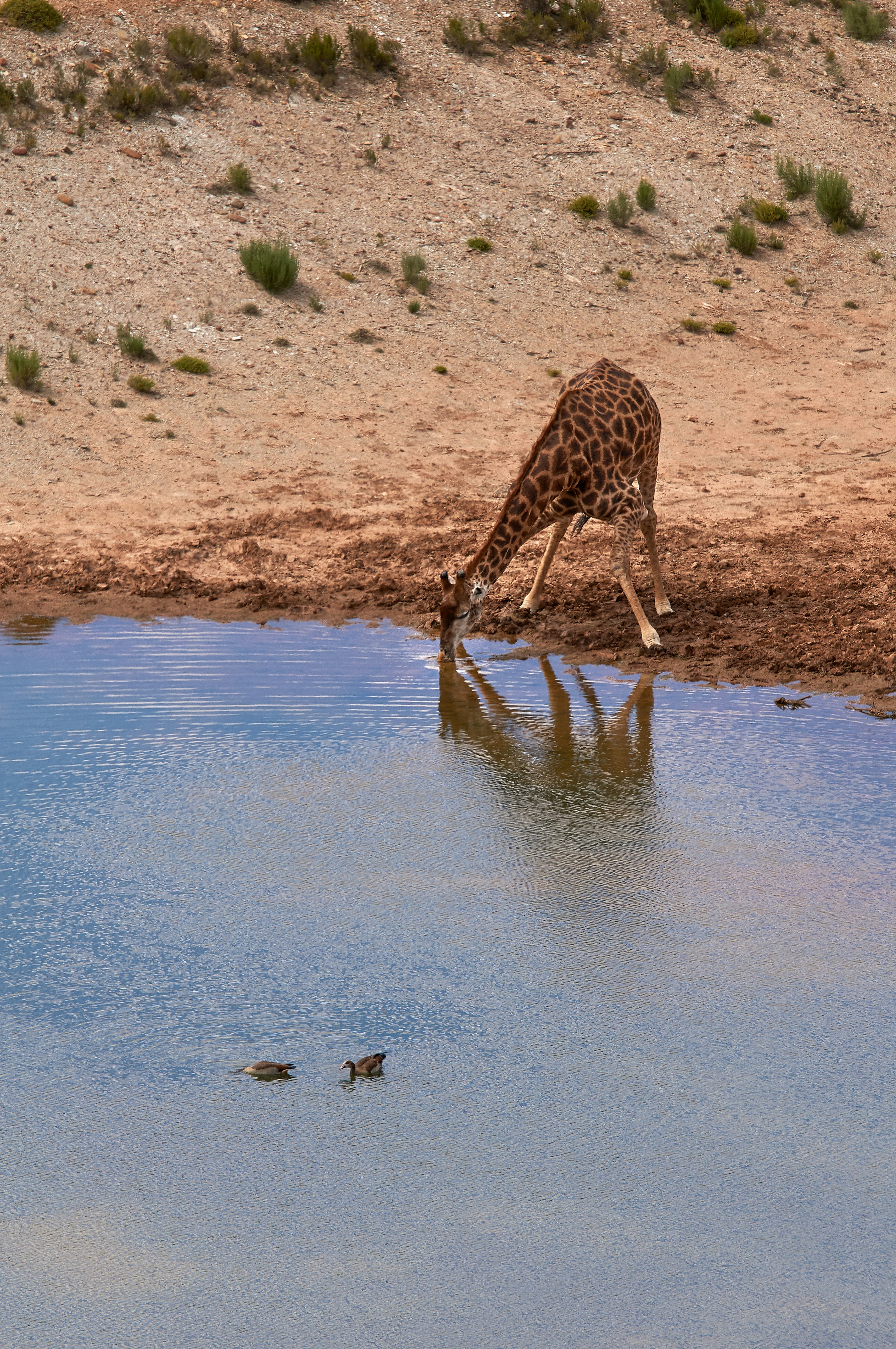 Drinking giraffe