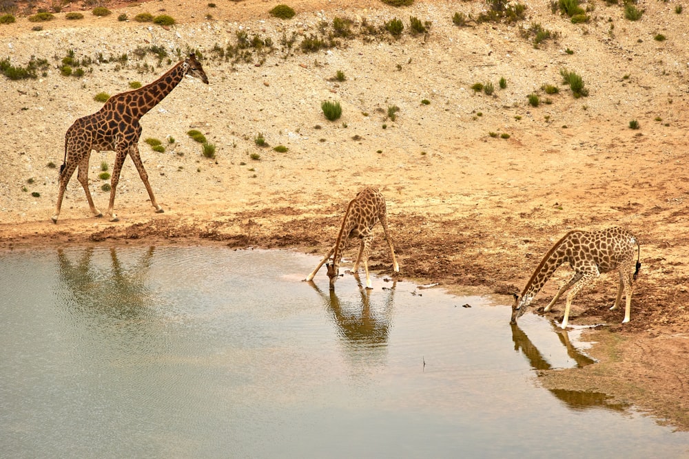 three giraffe drinking water