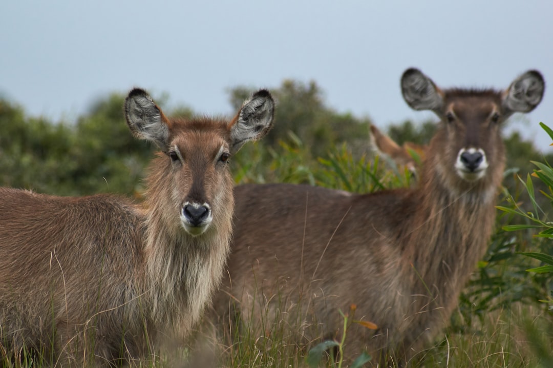 two brown deer on field