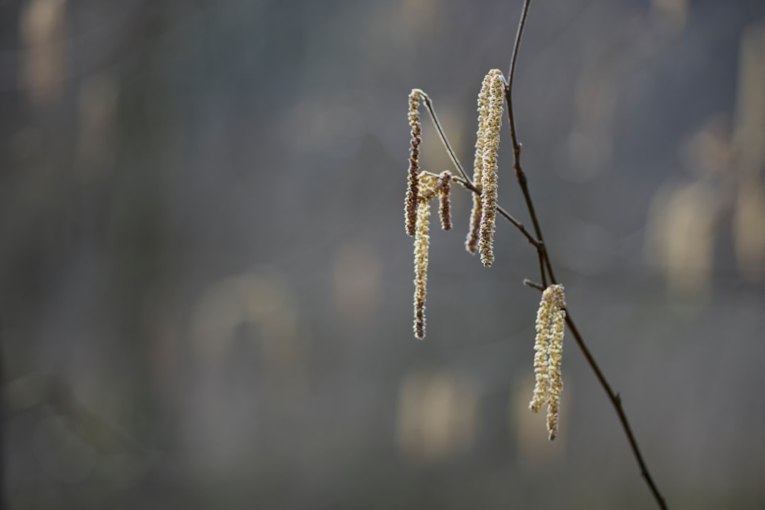 green-leafed plant