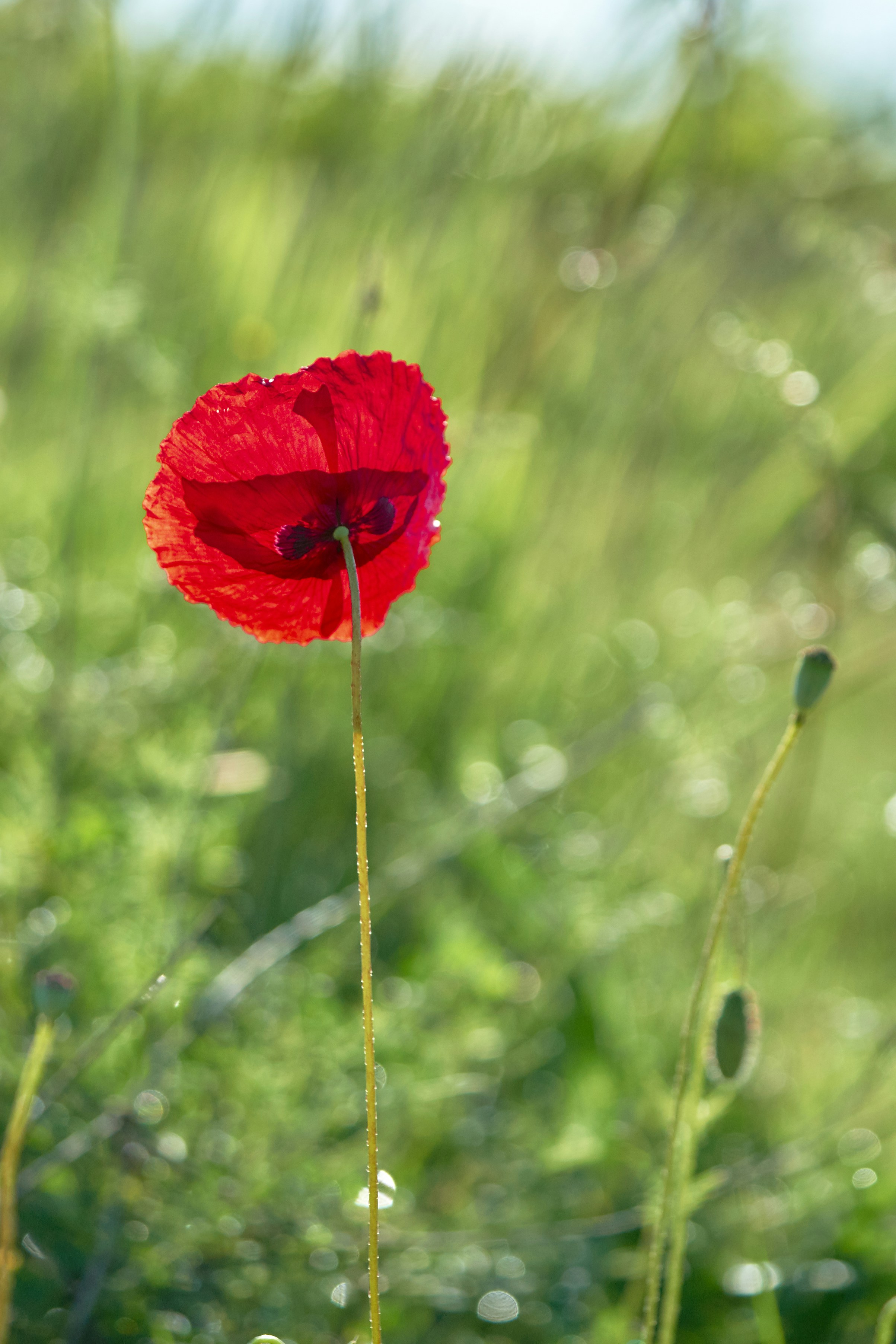 Photo by wolfgang_hasselmann