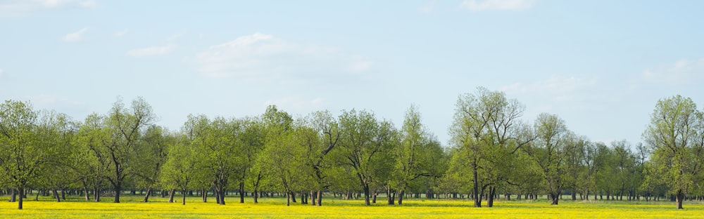 view photography of green trees